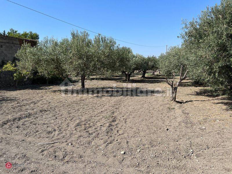 terreno con uliveto e fabbricato