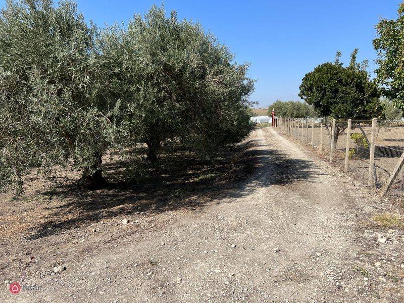 terreno con uliveto e fabbricato