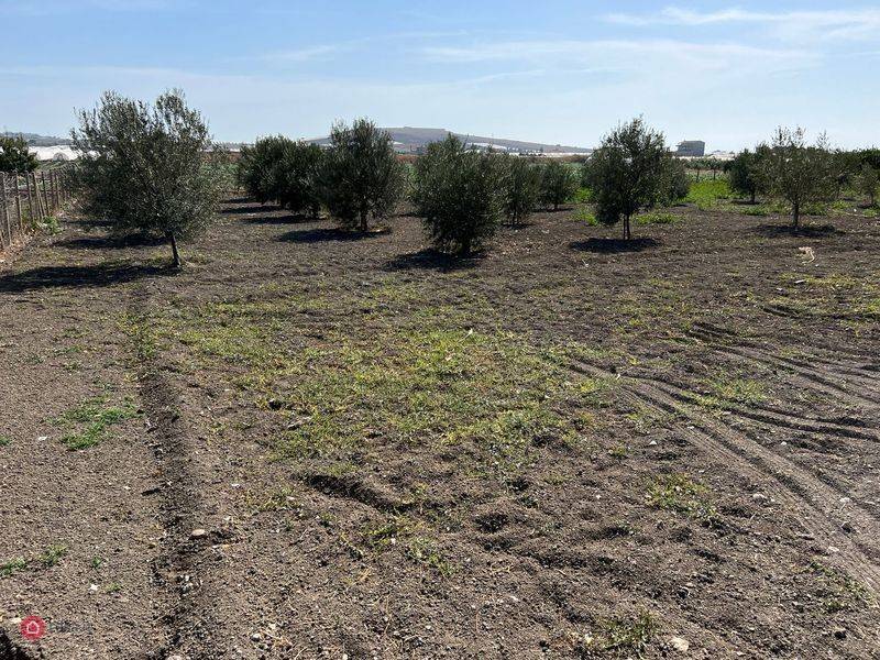 terreno con uliveto e fabbricato